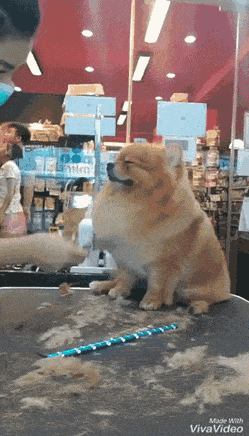 GIF) 강아지도 어쩔 수 없는 미용실의 마법 | 유머 게시판 GIF) 강아지도 어쩔 수 없는 미용실의 마법 | 유머 게시판 | 루리웹