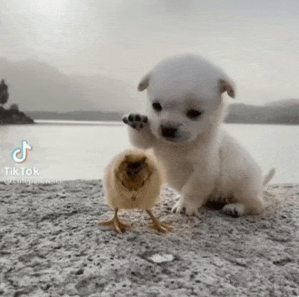 병아리 잡아먹는 강아지.gif | 유머 게시판 | RULIWEB